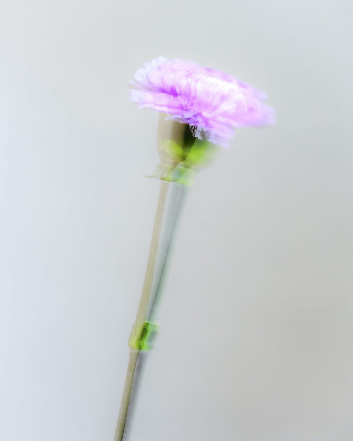 Impressionism Carnation Moondust Plantica