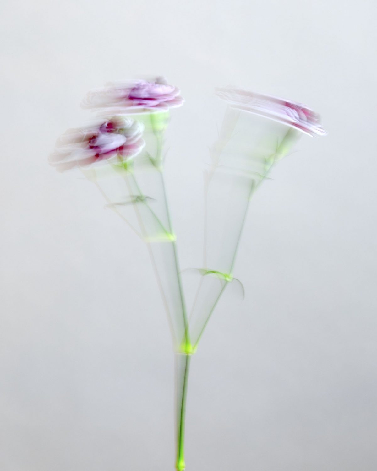 Impressionism Carnation Trendy Tessino Plantica Florist Takashi