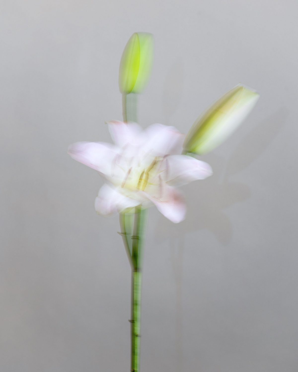 Impressionism Lily Lombardy Plantica Florist Takashi Kimura