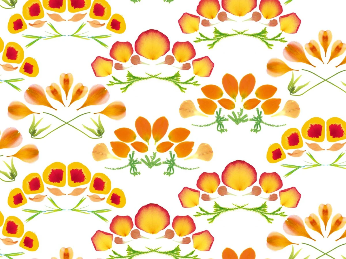 Wagara – HANA SEIGAIHA 花青海波 | plantica（プランティカ